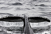 Adult Humpback Whale (Megaptera novaeangliae) fluke-up dive in Southeast Alaska, USA.