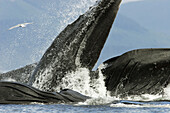 Adult humpback whales (Megaptera novaeangliae) cooperative bubble-net feeding in Iyoukeen Bay, southeast Alaska, USA.