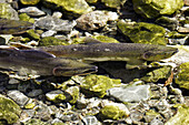 Adult pink salmon (Oncorhynchus gorbuscha) male and female spawning in a stream in southeast Alaska, USA.