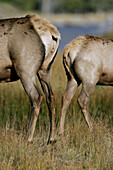 Elk (Cervus elaphus) in Yellowstone National Park, Wyoming, USA.