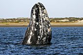 California Gray Whale (Eschrichtius robustus). Magdalena Bay, Baja California