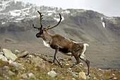 Introduced Reindeer, brought by Norweigen whalers in 1911, flourish on South Georgia Island