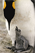 King Penguin (Aptenodytes patagonicus) parent feeding chick on South Georgia Island, southern Atlantic Ocean