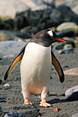 Adult Gentoo Penguin (Pygoscelis papua) returning to land from feeding at sea in Antarctica