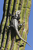 San Esteban Spiny-tailed Iguana (Ctenosaura conspicuosa), an endemic iguana found only on Isla San Esteban in the Gulf of California (Sea of Cortez), Mexico.