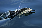 Long-beaked Common Dolphin (Delphinus capensis) in the Gulf of California (Sea of Cortez), Mexico.