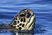 Adult Green Sea Turtle (Chelonia mydas) surfacing (head detail) off the coast of Maui, Hawaii, USA. Paific Ocean.