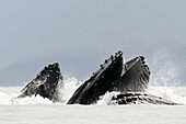 Humpback Whales (Megaptera novaeangliae) co-operatively bubble-net feeding in Stephen s Passage, Southeast Alaska, USA. Pacific Ocean.