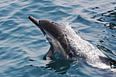Short-beaked Common Dolphin (Delphinus delphis) leaping offshore in Santa Monica Bay, Southern California, USA. Pacific Ocean.
