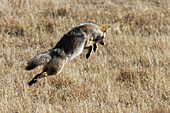 Adult coyote (Canis latrans) leaping on prey in Yellowstone National Park, Wyoming, USA.