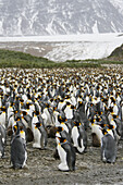 King penguin (Aptenodytes patagonicus) colony of nesting animals numbering between 70,000 and 100,000 nesting pairs on Salisbury Plain on South Georgia Island, South Atlantic Ocean.