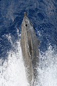 Adult bottlenose dolphin (Tursiops truncatus) bow riding the National Geographic Endeavour in the waters surrounding Ascension Island in the south Atlantic Ocean.