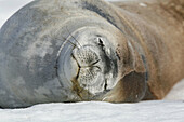 Weddell seal (Leptonychotes weddellii) hauled out on an ice floe near the Antarctic Peninsula.