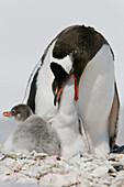 Gentoo penguin (Pygoscelis papua)