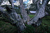 Alpine National Park, Wallace Hut with old snow gums, Eucalyptus pauciflora, in foreground, Victoria, Australia