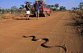 Black headed python on the road to Bell Gorge, Gibb River Road, Western Australia, Australia