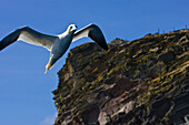 Ein Vogel, ein Basstälpel, Morus bassanus, fliegt vor der Insel Noss, Shetland Islands, Schottland, Großbritannien