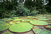 Giant water lilies (Victoria Amazonica). Moxos. Amazonia. Bolivia