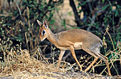 Dik Dik (Rhynchotragus sp). Serengeti National Park. Tanzania