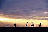 Giraffe (Giraffa camelopardalis). Serengeti National Park. Tanzania