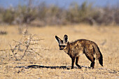 Bat-eared fox (Otocyon megalotis). Makgadikgadi pans. Botswana