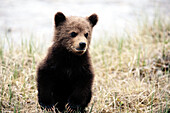 Grizzly bear cub (Ursus arctos). Rocky Mountains. Canada