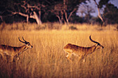 Lechwe water antilope (Kobus leche) running. Okavango delta. Botswana