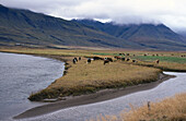 Cows. Seydisfjordur. Iceland