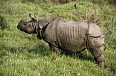 Rhinoceros. Chitwan national park. Nepal