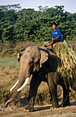 Asiatic elephant (Elephas maximus). Chitwan national park. Nepal