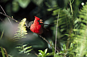 Northern cardinal (Cardinalis cardinalis). Kauai island. Hawai