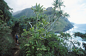 Trekking. Kauai island. Hawai