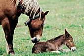 Mare and foal. Valle del Roncal. Navarra. Spain