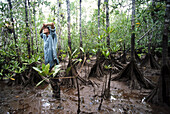 Botanist working at a Piñuelo mangrove. Coiba Island National Park, Coiba Island, Panama