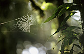 Spider’s web. Korup National Park. Cameroon