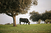 Bull. Doñana National Park. Andalucia. Spain