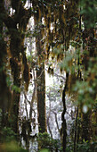 Rainforest trees and moss. Monteverde reserve. Costa Rica