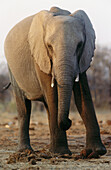 Elephant (Loxodonta africana). Namibia