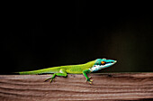 Wall lizard. Oak Ridge. Roatán. Bay Islands. Honduras