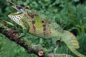 Chameleon. Korup national park. Cameroon