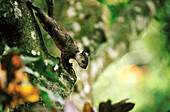 Squirrel (Sciurus sp.). Monteverde Natural Reserve. Costa Rica