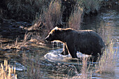 Grizzly bear (Ursus arctos). Katmai National Park. Alaska. USA