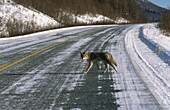 Coyote (Canis latrans). Glenallen. Alaska, USA