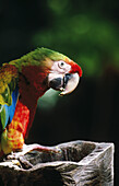 Green-winged macaw (Ara chloroptera). Belize zoo. Yucatan. Belize