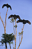 Lesser yellow-headed vultures (Cathartes burrovianus). Orinoco basin. Tepuis. Venezuela