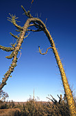 Boojum tree (Idria columnaris). Vizcaino desert. Baja California. Mexico