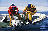 Fishing for rays. Vizcaino peninsula. Baja California. Mexico