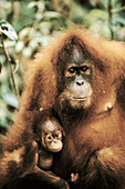 Orangutan (Pongo pygmaeus) with young. Gunung Leuser National Park. Sumatra. Indonesia