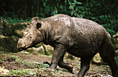 Sumatran rhinoceros (Dicerorhinus sumatrensis) . Indonesia