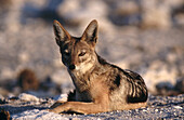 Jackal (Canis mesomelas). Namib desert. Namibia